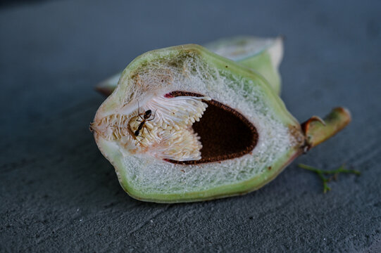 cut cross section of creeping fig fruit with ant, internal structure, ficus pumila botanical macro, unripe ficus pumila syconium sliced, insect walking on surface, natural botany detail