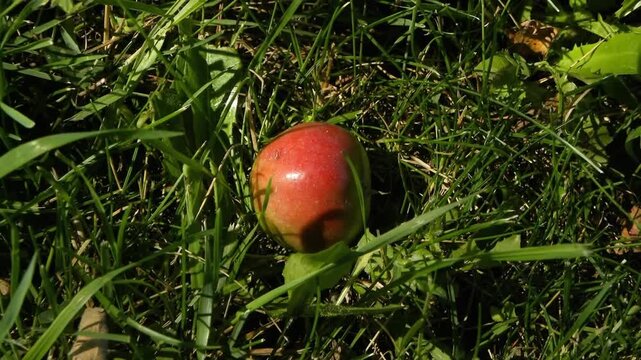 Early stages of Arum maculatum germination on a meadow floor in a natural outdoor environmen