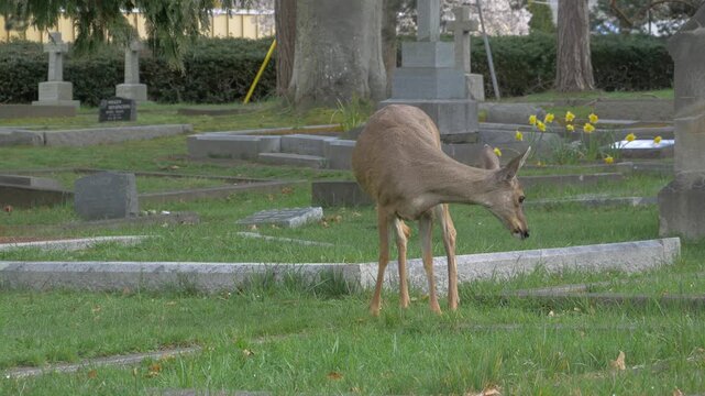 A black tailed deer (Odocoileus hemionus columbianus) grooms, scratches and feeds in a cemetery 
