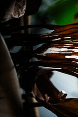 close up of dry brown banana leaves, natural texture and folded pattern, abstract tropical decay, dead banana tree foliage detail, natural organic background, autumn decay concept, withered tropical 