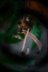 close up of dry brown banana leaves, natural texture and folded pattern, abstract tropical decay, dead banana tree foliage detail, natural organic background, autumn decay concept, withered tropical 