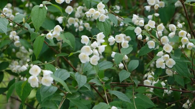 Philadelphus Snowbelle, Philadelphus, mock-orange, Philadelphus schrenkii,  pubescens, hoary mock orange. Formal garden, landscaped. Garden overlain with the delicate scent of jasmine.