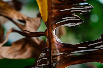close up of dry brown banana leaves, natural texture and folded pattern, abstract tropical decay, dead banana tree foliage detail, natural organic background, autumn decay concept, withered tropical 