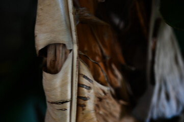close up of dry brown banana leaves, natural texture and folded pattern, abstract tropical decay, dead banana tree foliage detail, natural organic background, autumn decay concept, withered tropical 