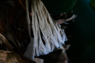 close up of dry brown banana leaves, natural texture and folded pattern, abstract tropical decay, dead banana tree foliage detail, natural organic background, autumn decay concept, withered tropical 