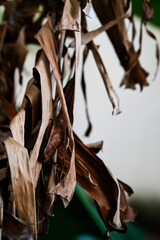 close up of dry brown banana leaves, natural texture and folded pattern, abstract tropical decay, dead banana tree foliage detail, natural organic background, autumn decay concept, withered tropical 