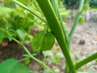Cape gooseberry (Physalis angulata or Physalis minima). This fruit is small, round, and green when unripe. Its distinctive feature is that it is wrapped in a thin, paper-like calyx