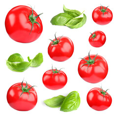 Fresh tomatoes and green basil leaves isolated on white, set