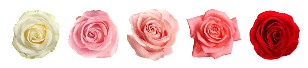 Collection of beautiful roses isolated on white