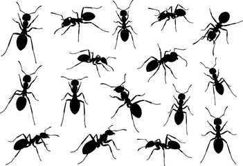 Collection of detailed ant silhouettes in various poses, isolated black vector insects for nature, biology, pest control, scientific study, and graphic design projects