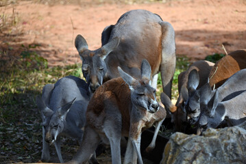 groups of kangaroo rest in the shadow in the zoo