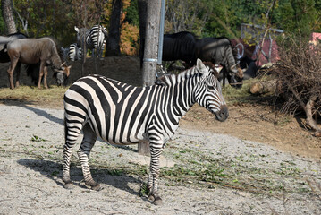 a white and black zebra in the zoo in sunny afternoon