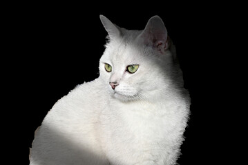 a Silver British Shorthair with green eyes enjoy the sun bath 