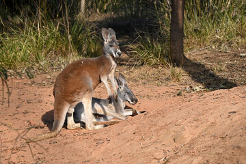 a brown kangaroo and a grey kangaroo in the zoo in sunny day