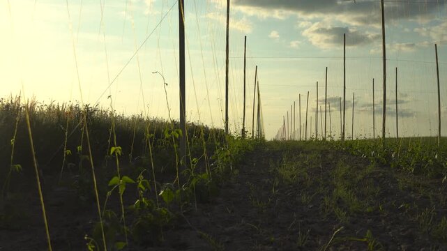 Hops plants growing in rows under the evening sky at a farm during sunset