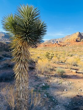 Littlefield, Arizona, Sullivan Canyon Trail. Virgin River Canyon Recreation Area. St. George Utah and Mesquite Nevada. Camp hike wilderness. Joshua Tree and Chollas mountain forest. Perfect for RV.