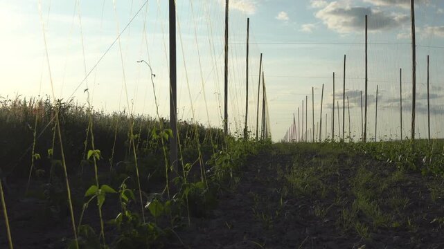 Exploring a hop farm in late afternoon with rows of climbing plants reaching for the sky