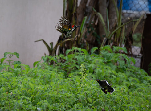 A dynamic, Black rumped flameback woodpecker in mid flight along with one myna in mid flight , the background is a vibrant, softly focused blur of bright green leaves and tropical foliage.