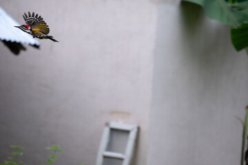 A dynamic, Black rumped flameback woodpecker in mid flight, the background is a vibrant, softly focused blur of bright green leaves and tropical foliage.