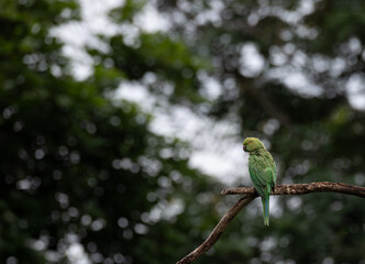 A vibrant Rose ringed parakeet perched high on the rough, textured trunk of a tree. The background is a soft, light green blur of foliage and dappled sunlight bokeh.