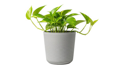 Green plant in a pot isolated on white background