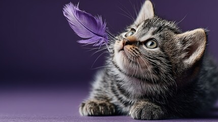 High-Resolution Lifestyle Aesthetic Of Kitten With Feather Play