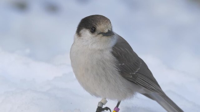 A Wiskey Jack aka Canadian Jay (Perisoreus canadensis) sitting in the snow and looking around.