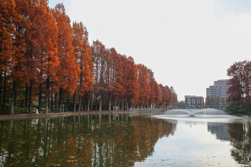 公園の紅葉と池と曇り空