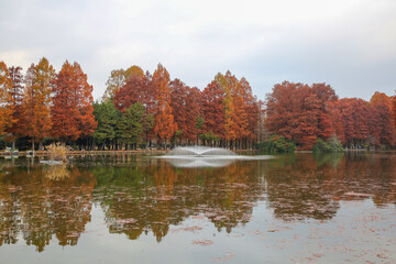 池がある公園の紅葉
