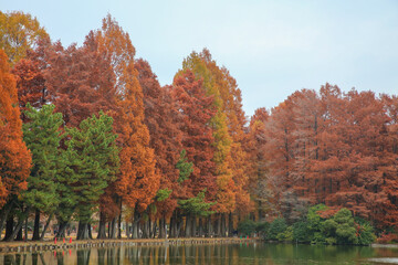 Obraz premium 秋の公園