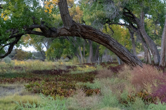 Trees Along The Rio Grande River, New Mexico