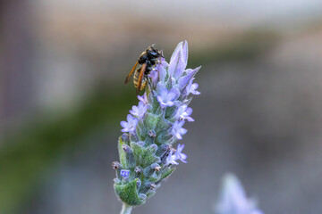 Abelha melífera (gênero Apis) em uma flor de lavanda