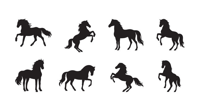 silhouette of majestic horse pose collections