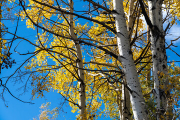 Autumn Aspens, New Mexico
