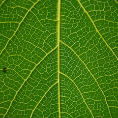 Obraz premium green leaf texture