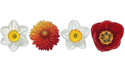 Vector illustration of a beautiful set of spring garden flowers isolated on transparent background