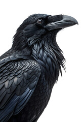 Fototapeta premium Raven birds isolated on transparent background 