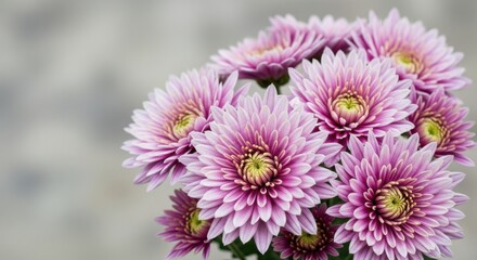 Fototapeta premium Close up of a bouquet of pink chrysanthemums with yellow centers