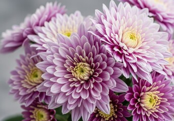 Close up of a cluster of delicate pink and white chrysanthemums