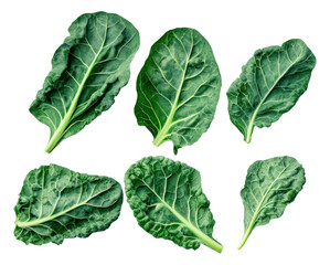 detailed studio photograph featuring six large, fresh dark green cabbage or collard green leaves, showcasing rich texture and prominent veins, isolated on black.