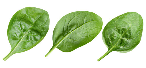three perfectly formed, crisp, dark green spinach leaves displayed horizontally, highlighting their natural shape and vibrant color, isolated on black.