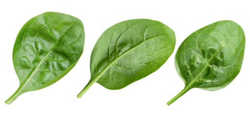 three perfectly formed, crisp, dark green spinach leaves displayed horizontally, highlighting their natural shape and vibrant color, isolated on black.