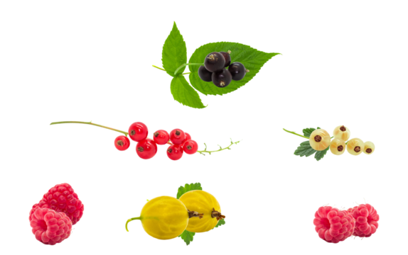 composition of various fresh garden berries, including raspberries, redcurrants, blackcurrants, whitecurrants, and gooseberries, isolated on black.