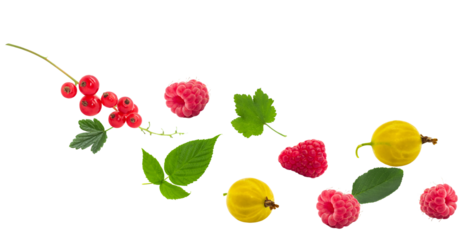 dynamic arrangement of flying fresh garden berries and leaves, including redcurrant, raspberry, and gooseberry, isolated against a pure transparent background.