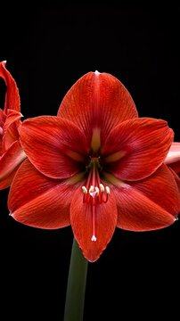 Close Up Red Amaryllis Flower Blooming Cinematic Footage