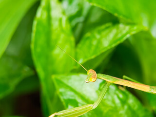 Close-up of slender praying mantis on green foliage