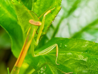 Close-up of slender praying mantis on green foliage