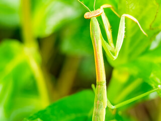 Close-up of slender praying mantis on green foliage