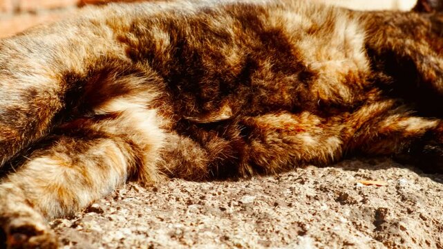 A cat takes a nap at the ruins of Ostia Antica, the old port of Rome, Lazio, Italy, dating back to the 7th century BC