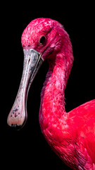 Fototapeta premium Pink Spoonbill Bird Close-up - Wildlife Portrait Photography 